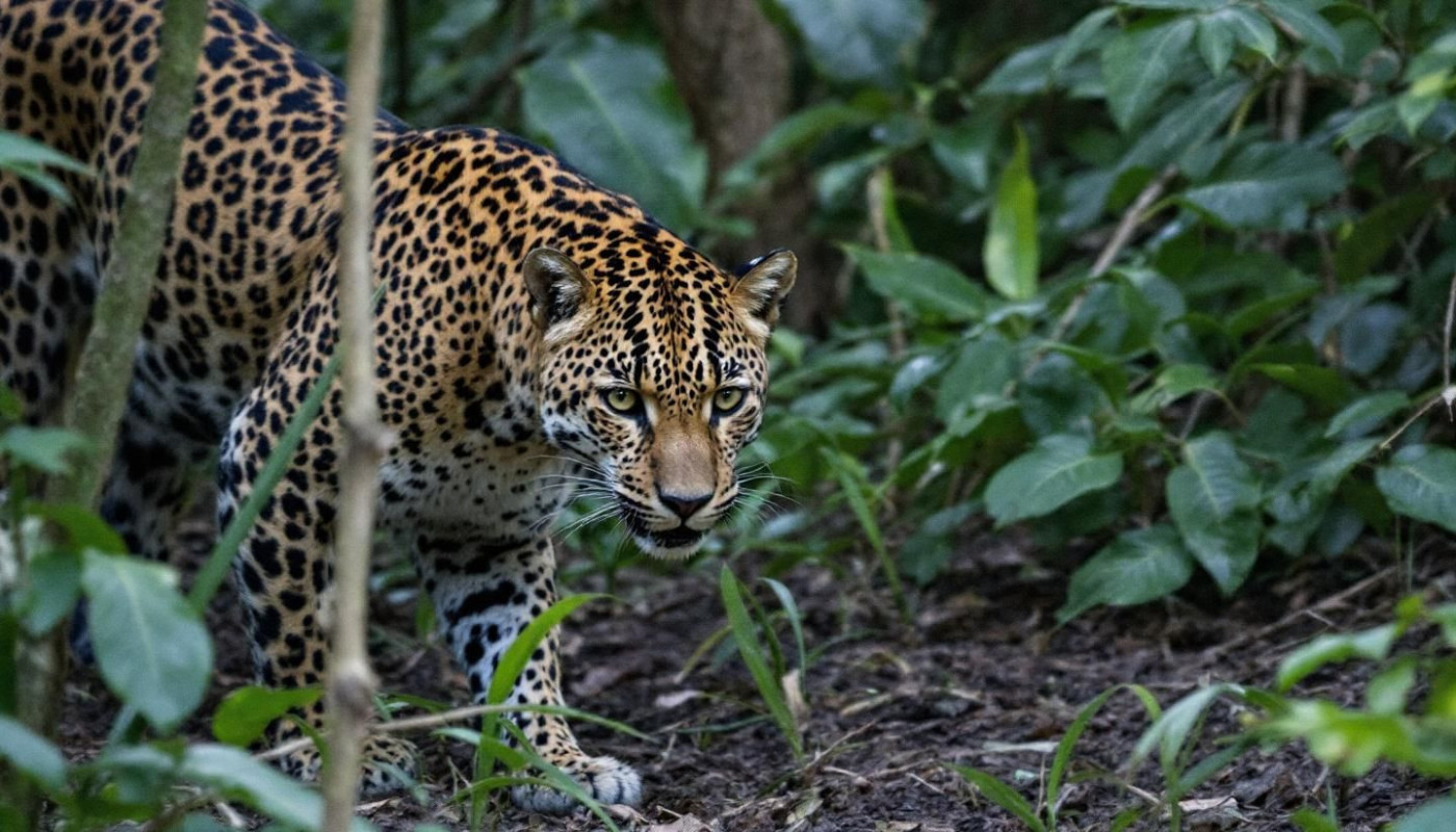 Conseils pour observer les léopards lors d'un safari au Sri Lanka